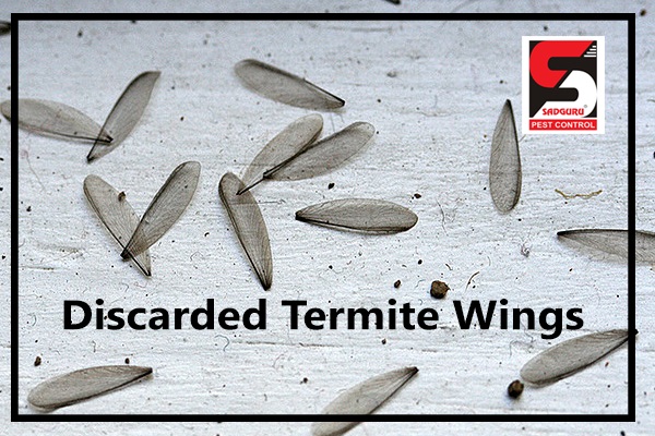 Discarded Termite Wings - Sadguru Pest Control.png